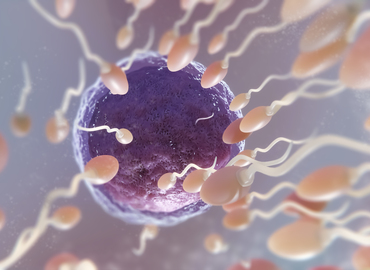 Sperm Kalitesi Nedir?